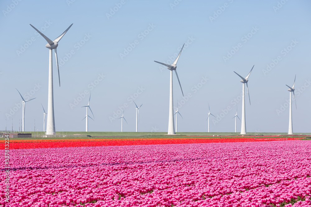 Purple and red tulip fields with windturbines in the Netherlands Purple and red tulip fields with windturbines in the Netherlands