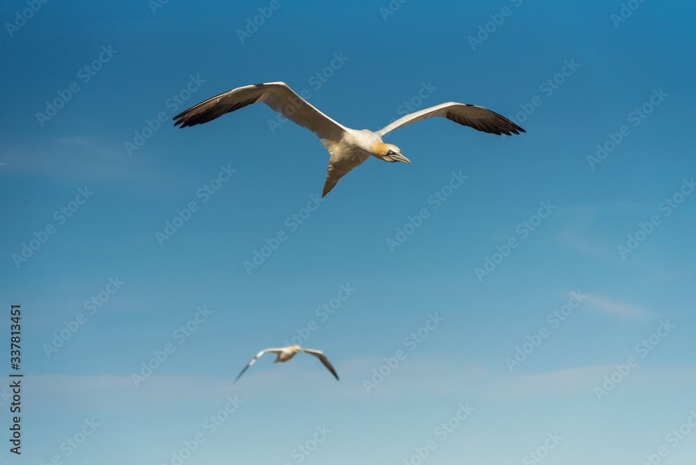 Flying Gannet birds , fous de bassan Flying Gannet birds , fous de bassan