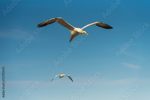 Flying Gannet birds   fous de bassan