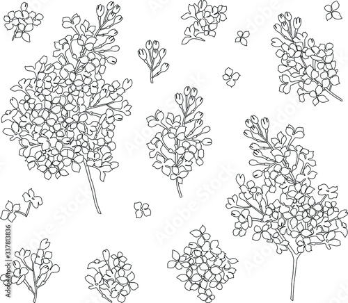 Lilac flowers on a white background. Botanical illustration.