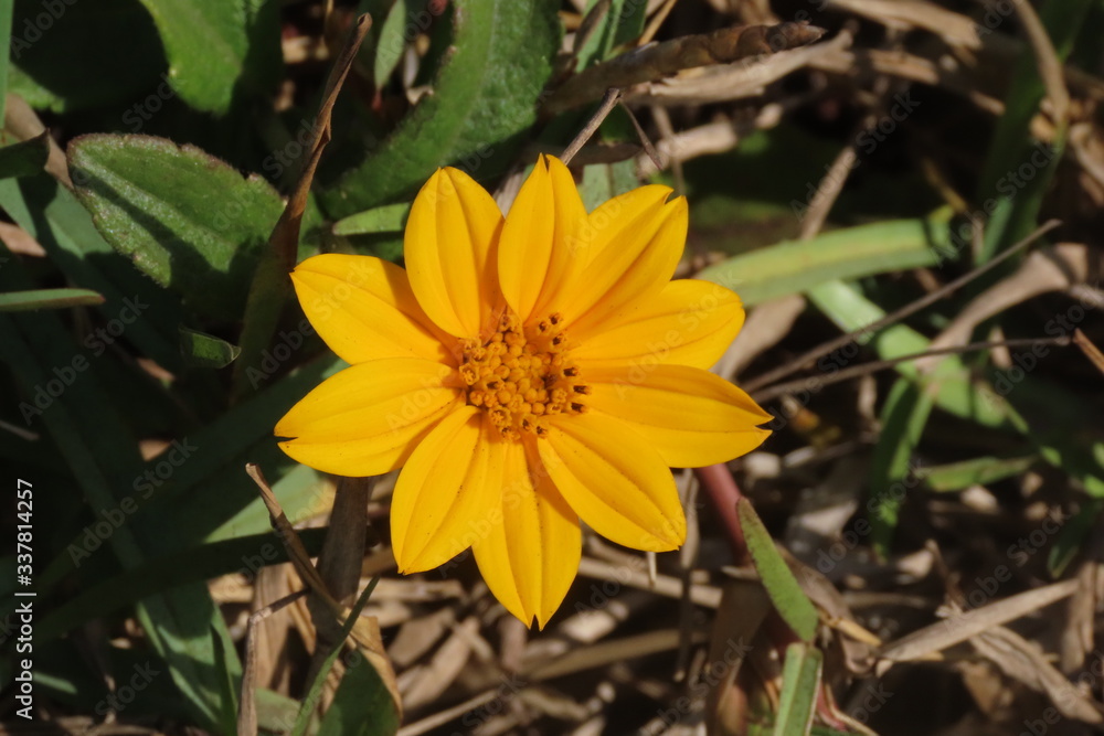 yellow flower in the garden yellow flower in the garden