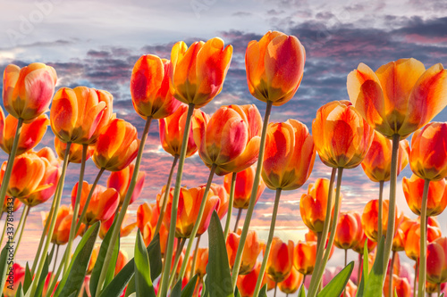 Fototapeta Naklejka Na Ścianę i Meble -  Sunset view orange and yellow tulips looking to the sky