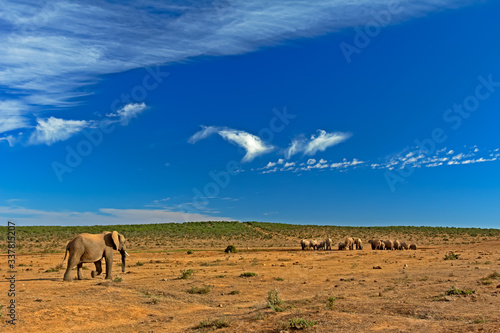 Landscape with bull elephant walking towards herd