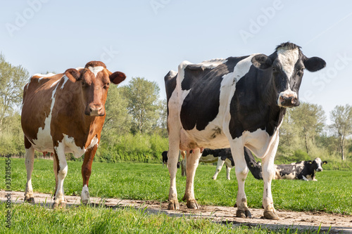 Springtime with black and brown cows grazing in Dutch pasture