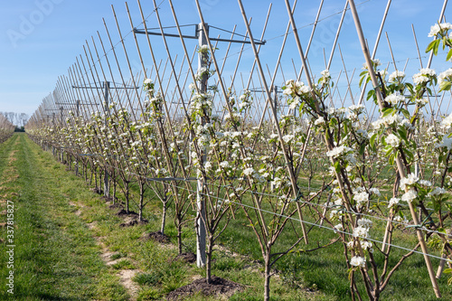 Apple orchard in springtime with rows of trees with blossom photo