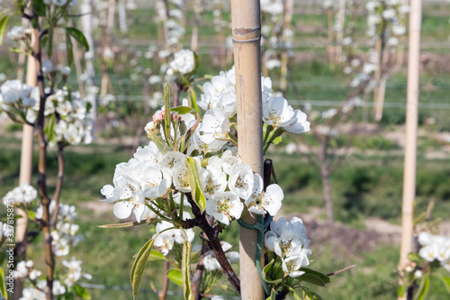 Apple orchard in springtime with beautiful white blossom photo