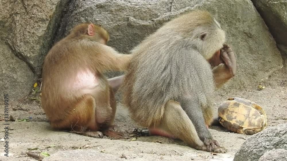 Grey Monkeys eat leaves and fruit skin on the edge of the forest ...