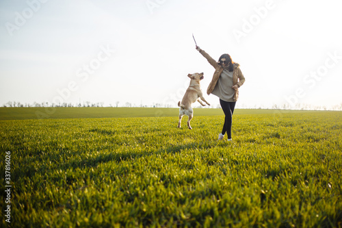 Cheerful labrador retriever dog runs and jumps for the stick in the field with its owner on a sunny spring day. Young playful dog being active on the green grass. Happy pet concept.