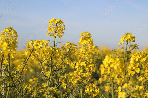 field, yellow, agriculture, sky, flower, spring, nature, rapeseed, flowers, plant, landscape, canola, blue, oilseed, summer, farm, crop, meadow, oil, green, rural, countryside, seed, farming, environm