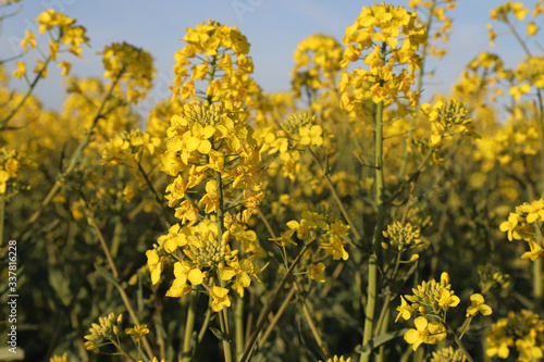 field  yellow  agriculture  sky  flower  spring  nature  rapeseed  flowers  plant  landscape  canola  blue  oilseed  summer  farm  crop  meadow  oil  green  rural  countryside  seed  farming  environm