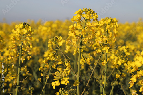 field, yellow, agriculture, sky, flower, spring, nature, rapeseed, flowers, plant, landscape, canola, blue, oilseed, summer, farm, crop, meadow, oil, green, rural, countryside, seed, farming, environm