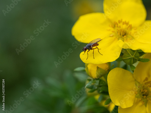bug on flower © Dawn