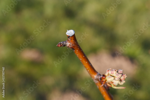 Protected wound on branch of fruit tree, waxed stick of fruit tree prepared for season, trimmed branch of tree.