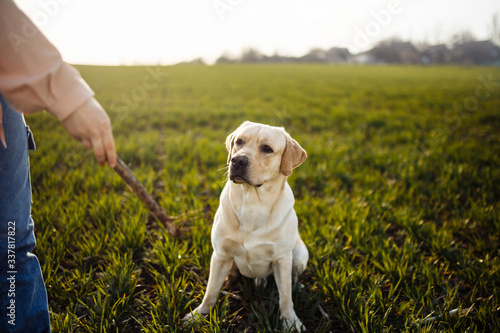 Cheerful labrador retriever dog runs and jumps for the stick in the field with its owner on a sunny spring day. Young playful dog being active on the green grass. Happy pet concept.