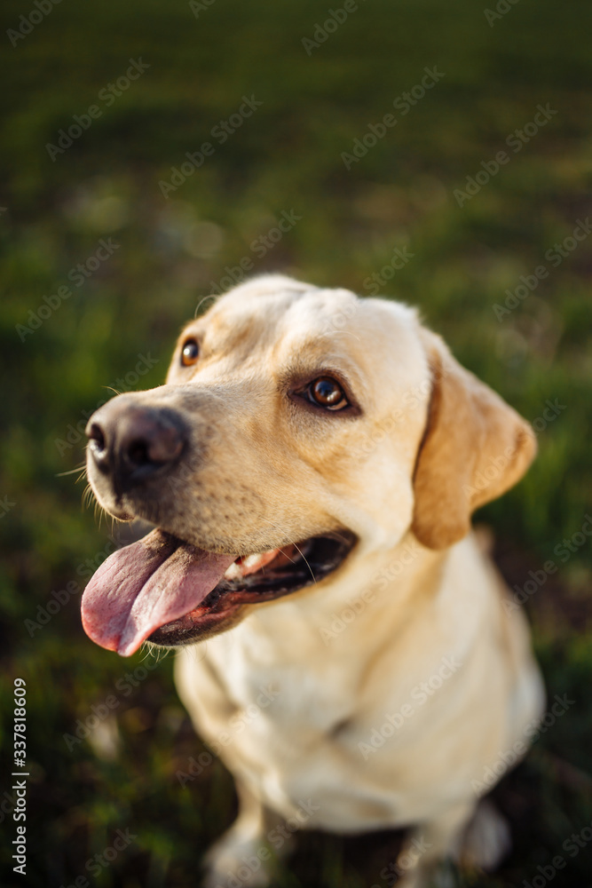 Playful young dog sitss in the field with green grass on a bright sunny day. Labrador retriever wants to play with its owner and being active. Home pets concept.