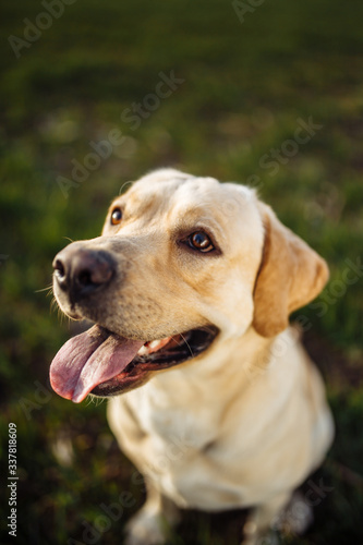 Playful young dog sitss in the field with green grass on a bright sunny day. Labrador retriever wants to play with its owner and being active. Home pets concept.