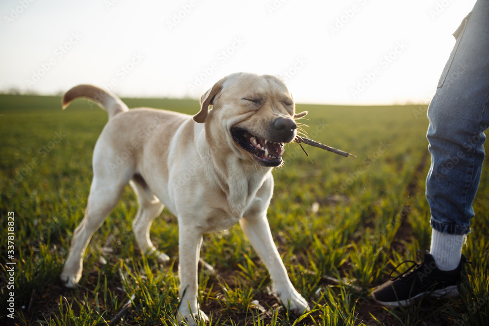 Happy young dog plays with a stick in the field with green grass on a bright sunny day. Labrador retriever wants to play with its owner and being active. Home pets concept.