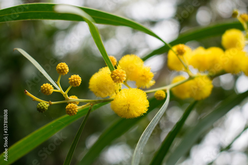 Принти на полотні Blossoming of mimosa tree,  golden wattle close up in spring, bright yellow flow