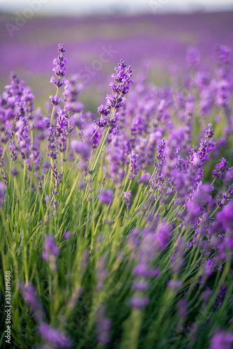 Lavender field on a sunny day, lavender bushes, purple mood. Soothing aromatherapy.
