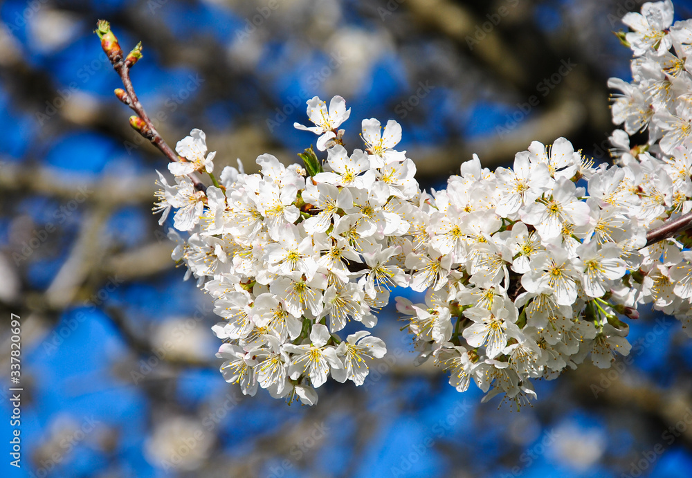 white cherry blossom. cherry tree flowers