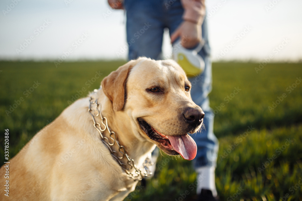 Young labrador retriever sits in a strict dog collar in the green grass field on a bright sunny day. The dog is looking sideway and being calm. Home pets concept. Young labrador retriever sits in a strict dog collar in the green grass field on a bright sunny day. The dog is looking sideway and being calm. Home pets concept.