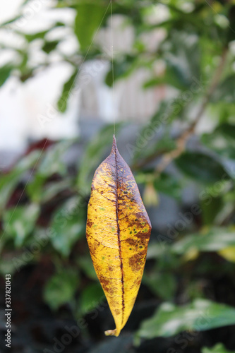 Uma folha amarelada suspensa por um único fio de teia de aranha