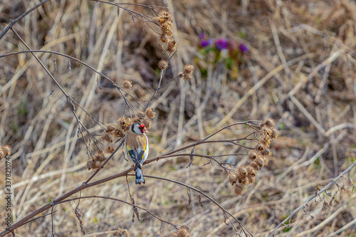 Goldfinch on the branches of a Thistle. © Еигений Голубев