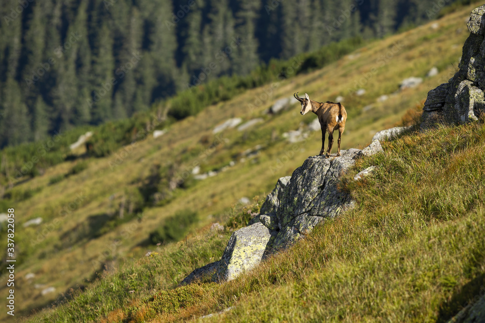 Energetic tatra chamois, rupicapra rupicapra tatrica, looking down from a rocky cliff that in mountains. Horned mammal observing valley with blurred grass, dwarf pines and spruce trees in background.