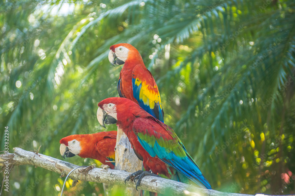 Obraz premium Macaws