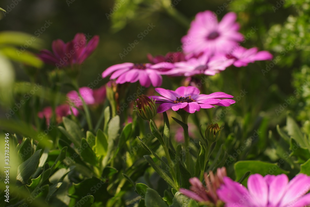 Frühling im Garten in Pink