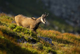 Vital tatra chamois, rupicapra rupicapra tatrica, looking down and walking on mountain meadow in summer at sunset. Active wild mammal with horns and brown fur in warm light.