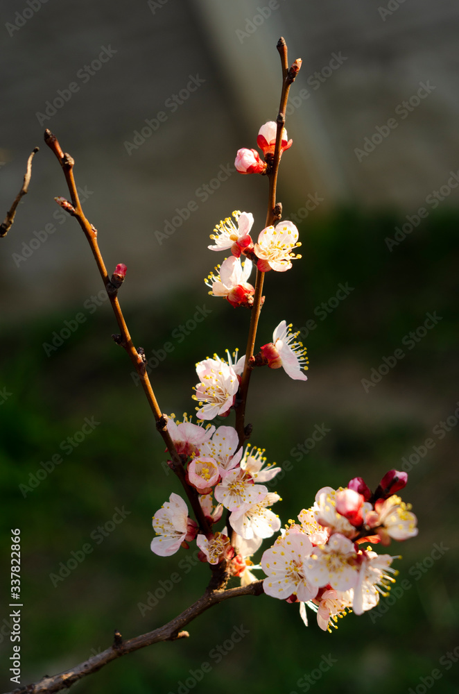 Beautiful apricot flowers on branches in the morning light Beautiful apricot flowers on branches in the morning light