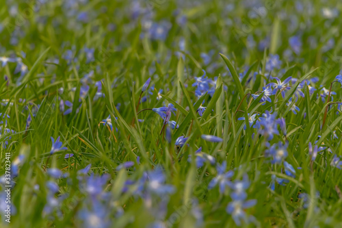 early spring in the spring forest