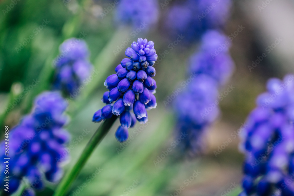Purple blue grape hyacinth (Muscari) in a spring garden