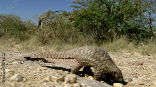 An african pangolin walking in the wild.