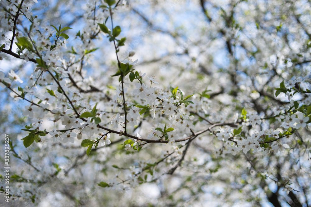 Flowering apple tree with white flowers on a spring sunny day with blue sky