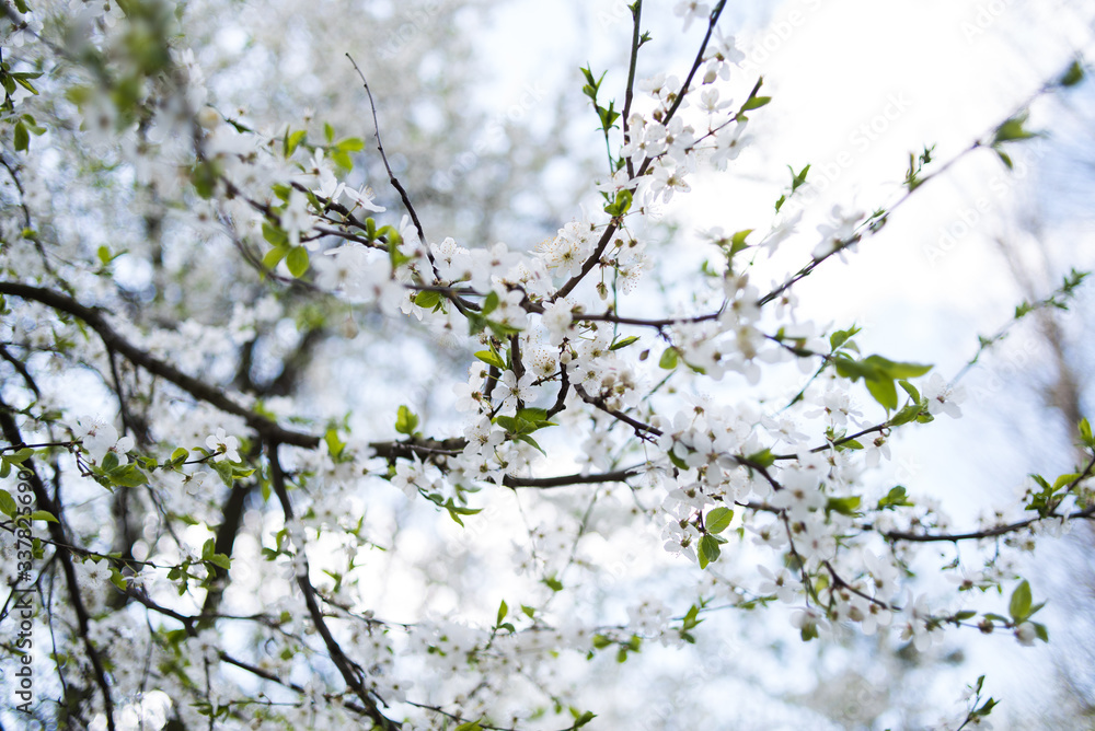 Flowering apple tree with white flowers on a spring sunny day with blue sky Flowering apple tree with white flowers on a spring sunny day with blue sky