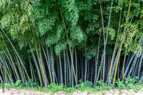 scenic green bamboo forest with high stems in tropical forest, picturesque landscape, Japan plant