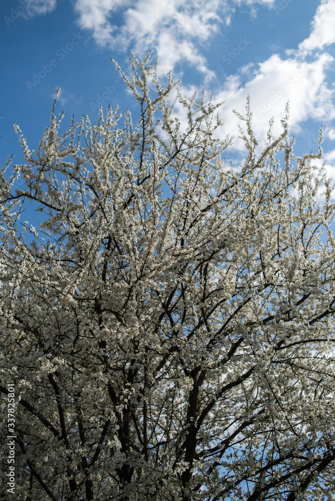 Flowering apple tree with white flowers on a spring sunny day with blue sky Flowering apple tree with white flowers on a spring sunny day with blue sky