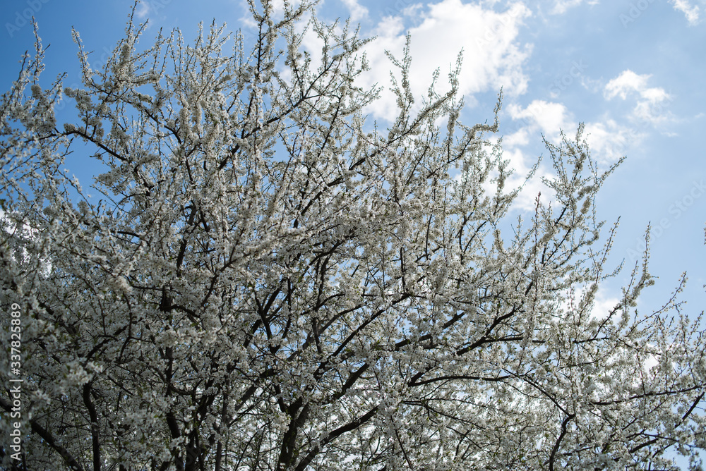 Flowering apple tree with white flowers on a spring sunny day with blue sky Flowering apple tree with white flowers on a spring sunny day with blue sky