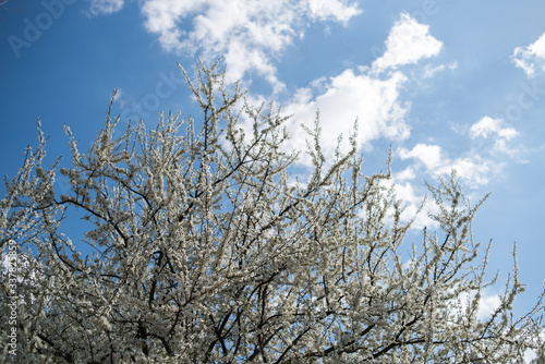 Wallpaper Mural Flowering apple tree with white flowers on a spring sunny day with blue sky Torontodigital.ca