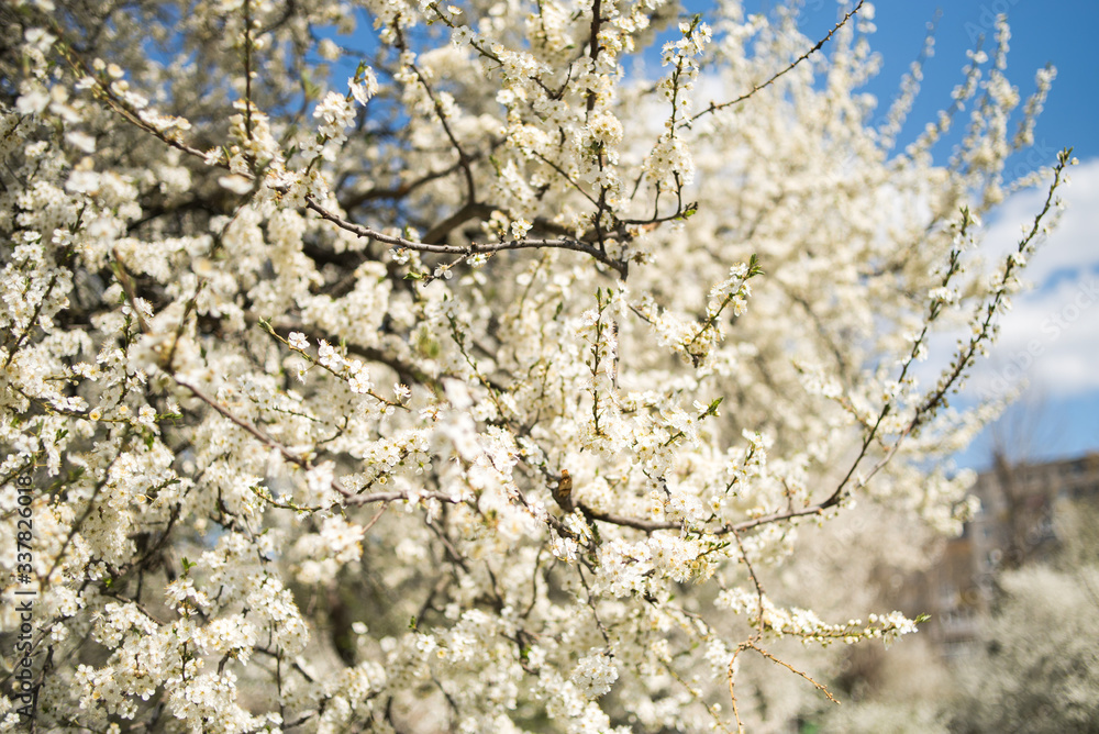 Flowering apple tree with white flowers on a spring sunny day with blue sky Flowering apple tree with white flowers on a spring sunny day with blue sky