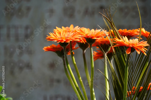 Orange Gerbara photo