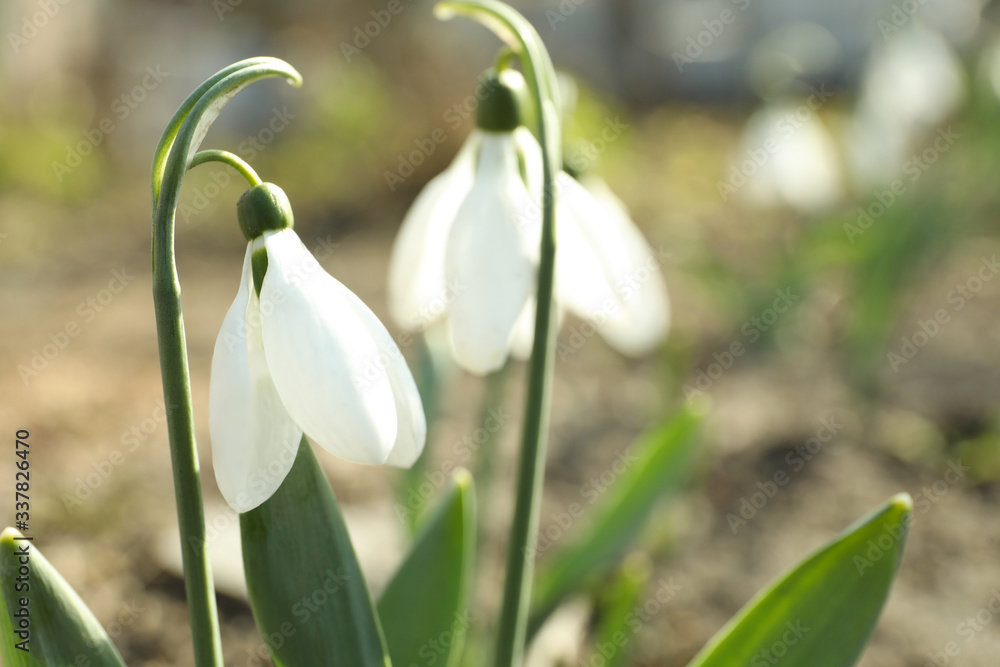 Beautiful blooming snowdrops in garden, closeup. First flowers Beautiful blooming snowdrops in garden, closeup. First flowers