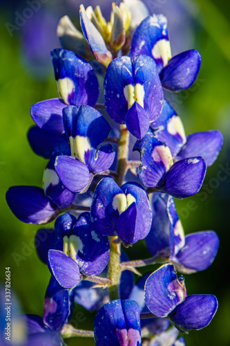 Close-up of Texas Bluebonnet Flower © Shannon