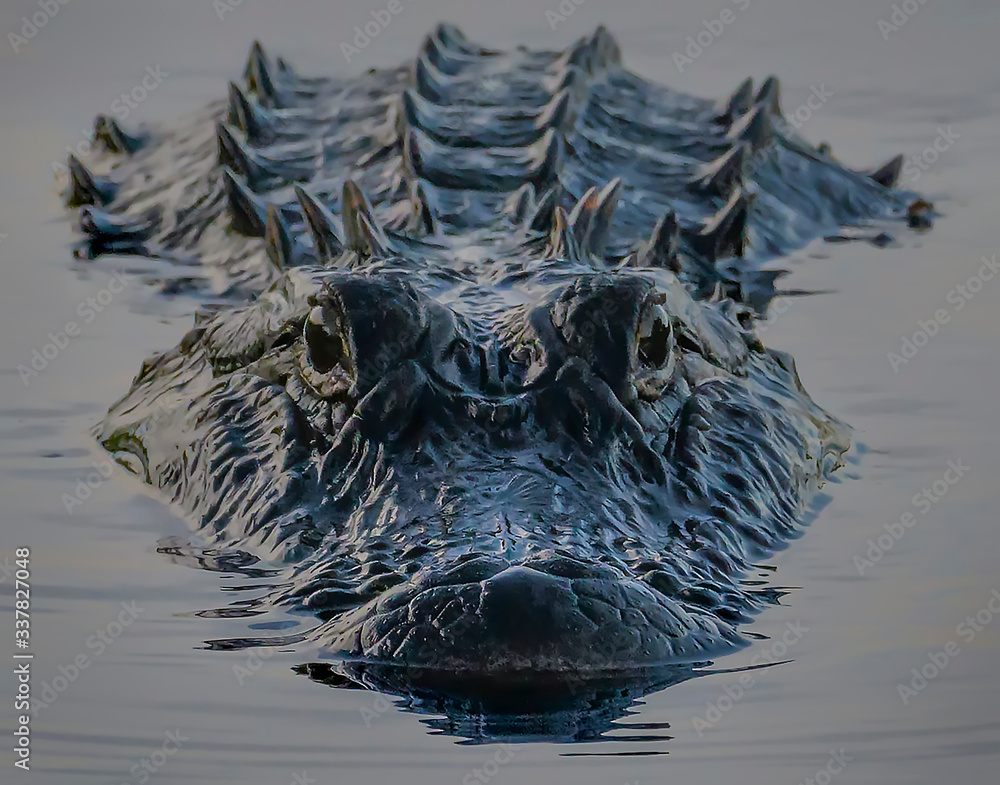 alligator in the water - obrazy, fototapety, plakaty 