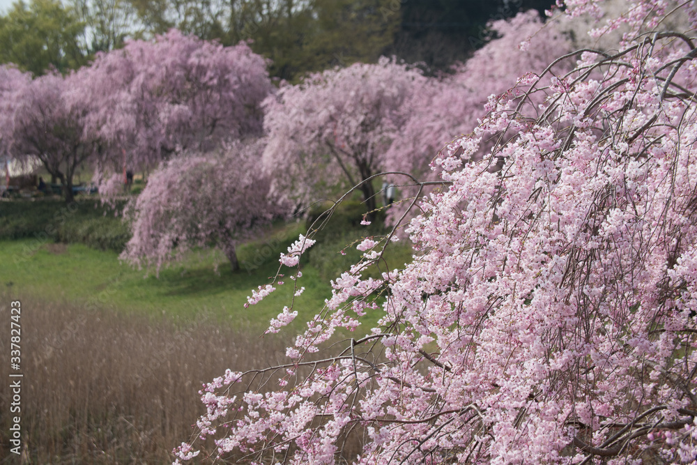 Full blossom shidare sakura in ibaraki JAPAN Full blossom shidare sakura in ibaraki JAPAN