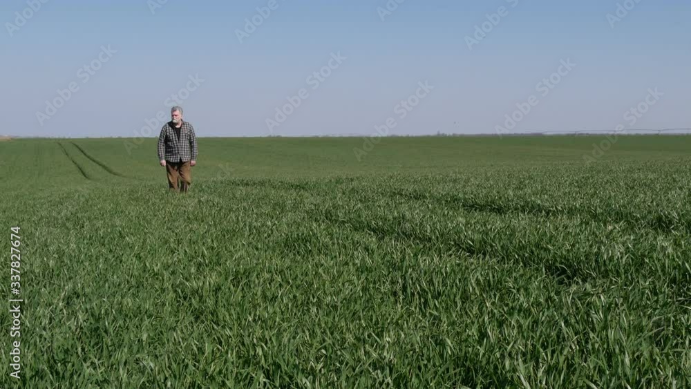 Farmer or agronomist inspecting quality of green wheat plants in field, agriculture in spring Farmer or agronomist inspecting quality of green wheat plants in field, agriculture in spring