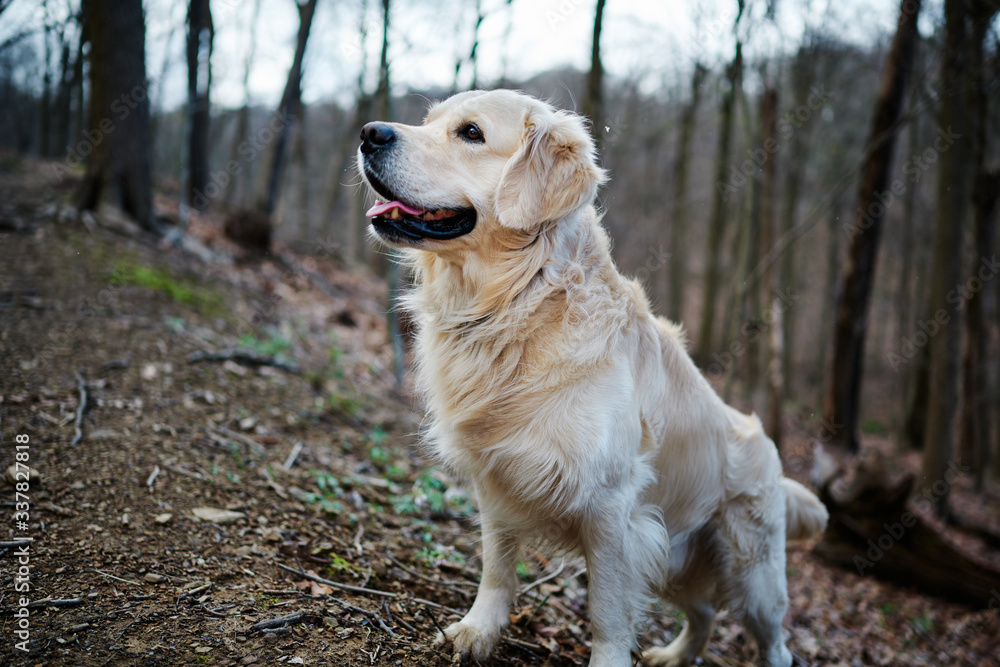 Joyka the Golden Retriever is waiting for a stick