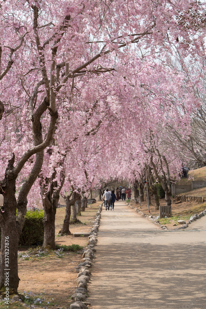 Full blossom shidare sakura in ibaraki JAPAN Full blossom shidare sakura in ibaraki JAPAN